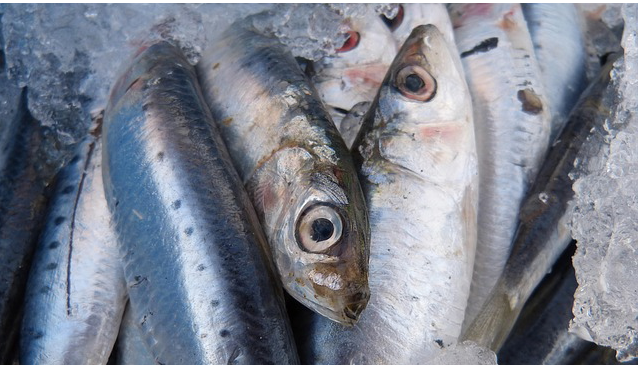 Gefrorene, gefrostete Köderfische